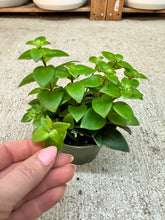 Load image into Gallery viewer, Aeschynanthus sp. 4" - Lipstick Plant