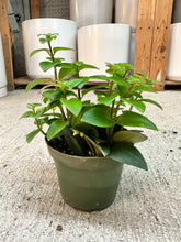 Load image into Gallery viewer, Aeschynanthus sp. 4" - Lipstick Plant