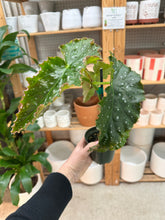 Load image into Gallery viewer, Begonia Josephine 4"