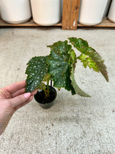 Load image into Gallery viewer, Begonia Josephine 4"
