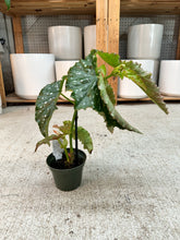 Load image into Gallery viewer, Begonia Josephine 4"