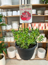 Load image into Gallery viewer, Sedum rubrotinctum 'Aurora' 6" - Pink Jelly Beans