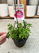 Load image into Gallery viewer, Sedum rubrotinctum 'Aurora' 6" - Pink Jelly Beans