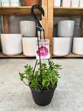 Load image into Gallery viewer, Sedum rubrotinctum 'Aurora' 6" - Pink Jelly Beans