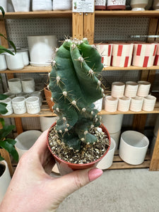 twisted succulent plant Cereus forbesii 'Spiralis' 3"