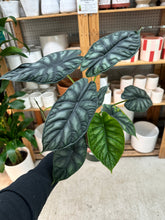 Load image into Gallery viewer, Alocasia Dragon Scale 6"