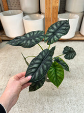 Load image into Gallery viewer, Alocasia Dragon Scale 6"