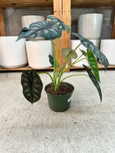 Load image into Gallery viewer, Alocasia Dragon Scale 6"
