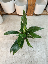 Load image into Gallery viewer, Spathiphyllum Jet Diamond 6" - Variegated Peace Lily