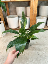 Load image into Gallery viewer, Spathiphyllum Jet Diamond 6" - Variegated Peace Lily