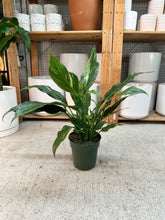 Load image into Gallery viewer, Spathiphyllum Jet Diamond 6" - Variegated Peace Lily