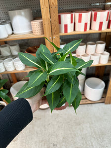 Dieffenbachia Green Magic 6