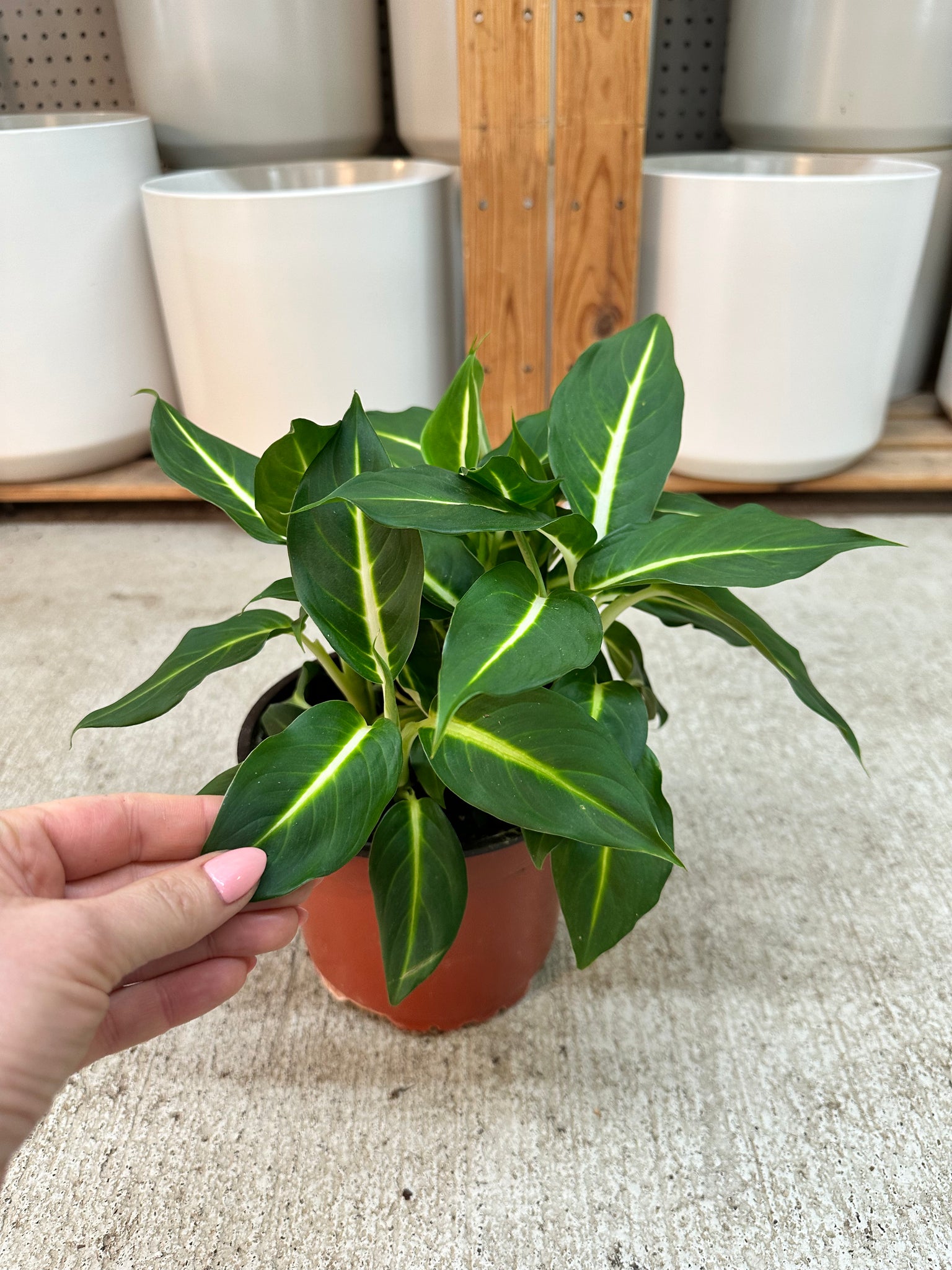 dieffenbachia green magic plant Dieffenbachia Green Magic 6"