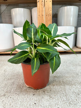 Load image into Gallery viewer, Dieffenbachia Green Magic 6" - Dumb Cane