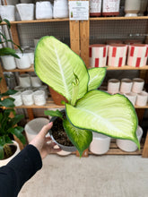 Load image into Gallery viewer, Dieffenbachia Avocado 6"