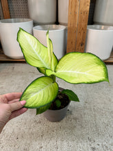 Load image into Gallery viewer, Dieffenbachia Avocado 6"