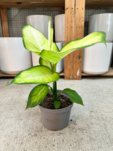 Load image into Gallery viewer, Dieffenbachia Avocado 6"