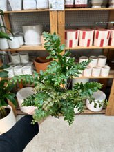 Load image into Gallery viewer, Didymochlaena truncatula 4" - Mahogany Fern