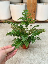 Load image into Gallery viewer, Didymochlaena truncatula 4" - Mahogany Fern