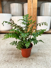Load image into Gallery viewer, Didymochlaena truncatula 4" - Mahogany Fern