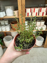 Load image into Gallery viewer, Pilea serpyllacea 'Globulosa' 4"