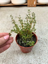 Load image into Gallery viewer, Pilea serpyllacea 'Globulosa' 4"