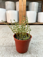 Load image into Gallery viewer, Pilea serpyllacea 'Globulosa' 4"