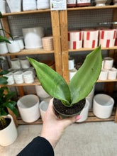 Load image into Gallery viewer, Sansevieria 'Moonshine' 4" - Snake Plant