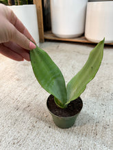 Load image into Gallery viewer, Sansevieria 'Moonshine' 4" - Snake Plant