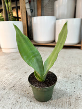 Load image into Gallery viewer, Sansevieria 'Moonshine' 4" - Snake Plant