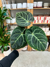 Load image into Gallery viewer, Anthurium besseae  x RC x KOS 4"