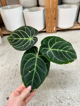 Load image into Gallery viewer, Anthurium besseae  x RC x KOS 4"