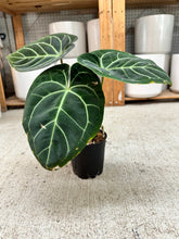 Load image into Gallery viewer, Anthurium besseae  x RC x KOS 4"