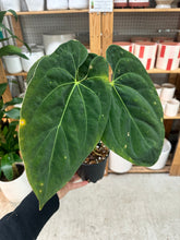 Load image into Gallery viewer, Anthurium papi x BVEP x besseae 4"