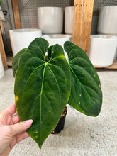 Load image into Gallery viewer, Anthurium papi x BVEP x besseae 4"