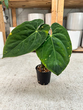 Load image into Gallery viewer, Anthurium papi x BVEP x besseae 4"