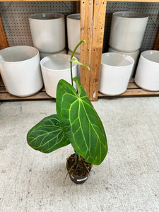 Anthurium magnificum x Hoffmannii x Dark Phoenix 4