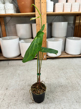 Load image into Gallery viewer, Anthurium magnificum x Hoffmannii x Dark Phoenix 4"