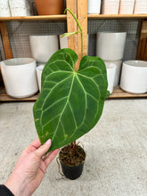 Load image into Gallery viewer, Anthurium magnificum x Hoffmannii x Dark Phoenix 4"