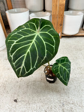 Load image into Gallery viewer, Anthurium RC x Dorayaki x RC 4"