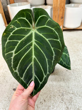 Load image into Gallery viewer, Anthurium RC x Dorayaki x RC 4"