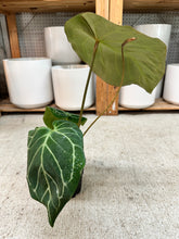 Load image into Gallery viewer, Anthurium RC x Dorayaki x RC 4"
