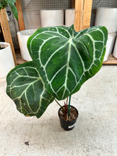 Load image into Gallery viewer, Anthurium Red Crystalline f3 x Michelle x Zara 4"