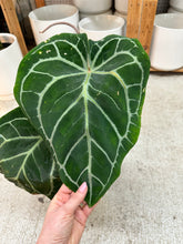 Load image into Gallery viewer, Anthurium Red Crystalline f3 x Michelle x Zara 4"
