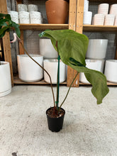 Load image into Gallery viewer, Anthurium Red Crystalline f3 x Michelle x Zara 4"
