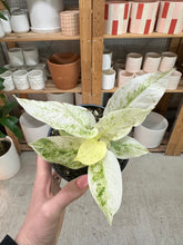 Load image into Gallery viewer, Anthurium Renaissance Variegata White 4"