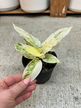Load image into Gallery viewer, Anthurium Renaissance Variegata White 4"
