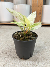 Load image into Gallery viewer, Anthurium Renaissance Variegata White 4"