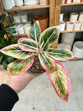 Load image into Gallery viewer, Aglaonema Lotus Delight 4"