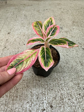 Load image into Gallery viewer, Aglaonema Lotus Delight 4"